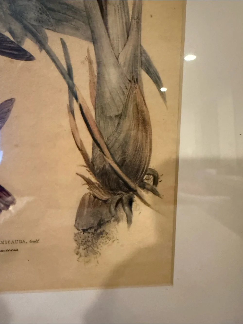 ANTIQUE GOULD HUMMINGBIRD LITHOGRAPH Hand Colored Metallura Cupreicauda